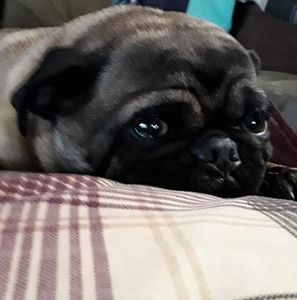 Meet your Posher, Lora